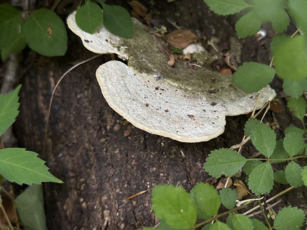 Trametes gibbosa · April 2026 · photo: © mattyfelp (iNaturalist, cc-by)