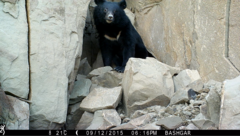 Ursus thibetanus gedrosianus