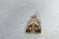 Maliattha separata