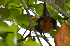 Pteropus giganteus