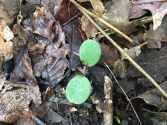 Hydrophyllum appendiculatum