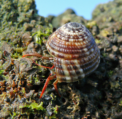 Calcinus californiensis
