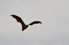 Pteropus giganteus