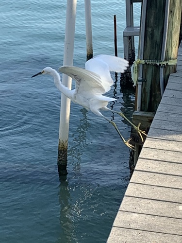Egretta thula image