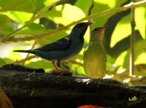 Blue Dacnis