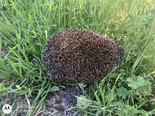 Northern White-breasted Hedgehog