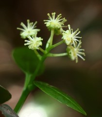 Blachia umbellata