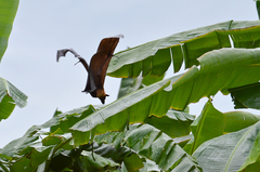 Pteropus giganteus