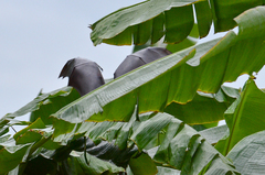 Pteropus giganteus