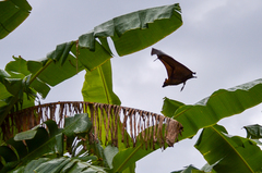 Pteropus giganteus