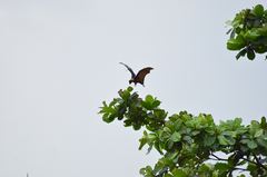 Pteropus giganteus