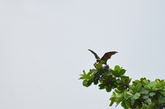 Pteropus giganteus