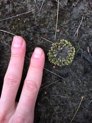 Ricciaceae