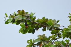 Pteropus giganteus