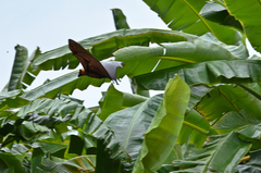 Pteropus giganteus