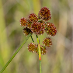 Juncus megacephalus, photograph (c) Dan Vickers, some rights reserved (CC BY)