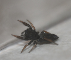 Metacyrba