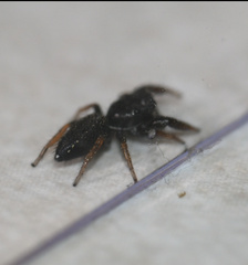 Metacyrba