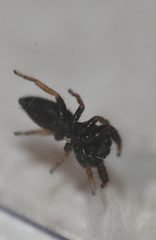 Metacyrba