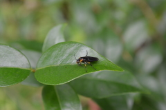 Adurgoa gonagra