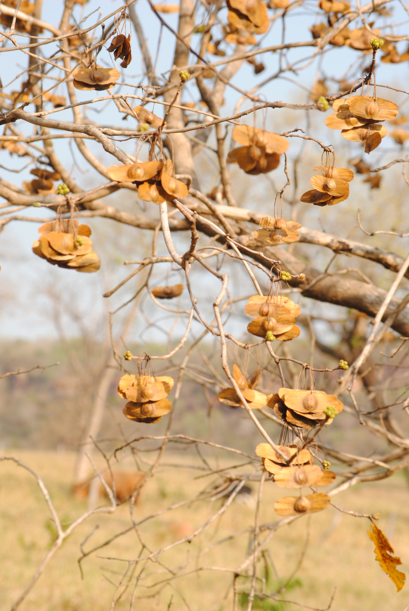 Terminalia argentea