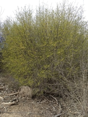 Forestiera pubescens pubescens