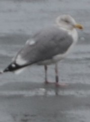 Larus argentatus