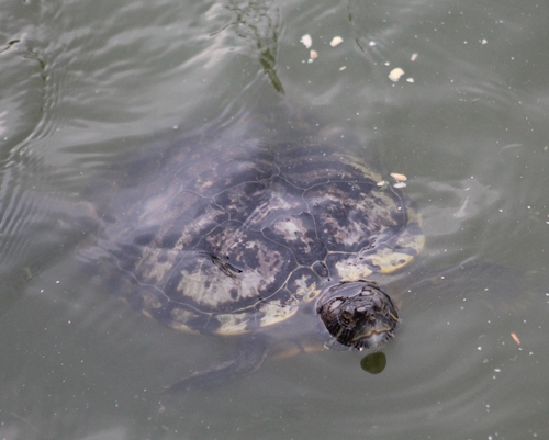 Trachemys scripta