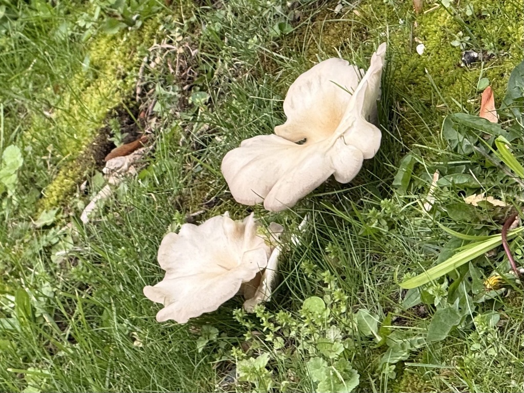 Pleurotus pulmonarius · April 2026 · photo: © mattyfelp (iNaturalist, cc-by)