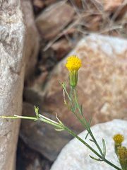 Porophyllum scoparium, photograph (c) Sophia K, some rights reserved (CC BY)