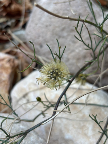 Porophyllum scoparium, photograph 4