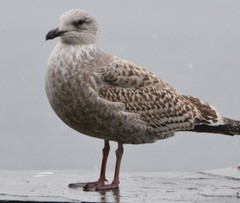 Larus argentatus
