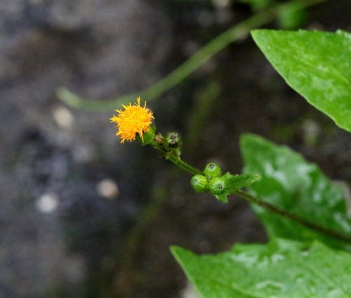 Gynura bicolor