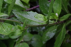 Gynura bicolor, photograph author not stated, no rights reserved
