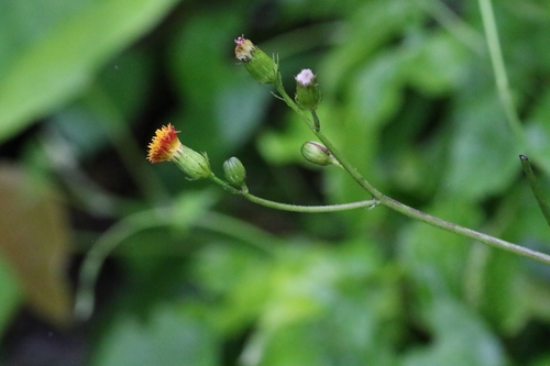 Gynura bicolor, photograph 2