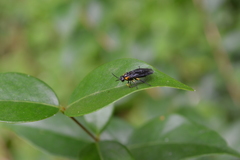 Adurgoa gonagra