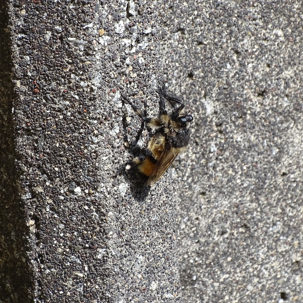 Obelophorus terebratus