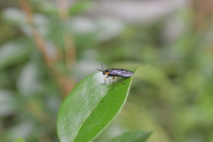 Adurgoa gonagra