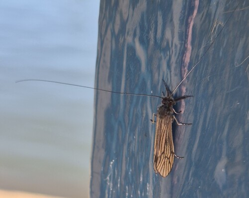 Ceraclea nigronervosa