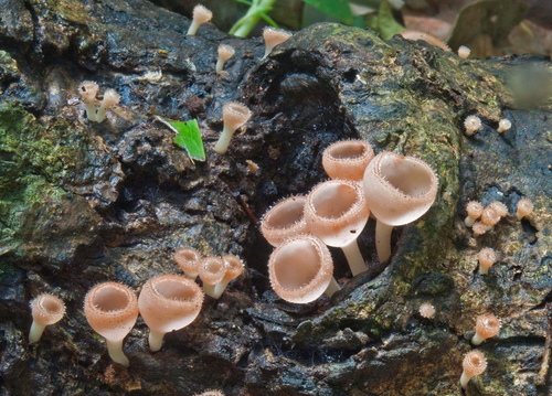 Cookeina sulcipes