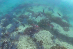 Cephalopholis colonus