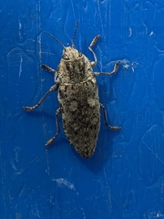Texania fulleri