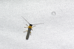 Oberea binotaticollis