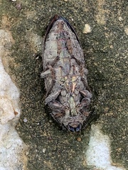 Texania fulleri