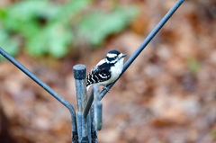 Dryobates pubescens pubescens