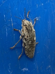 Texania fulleri