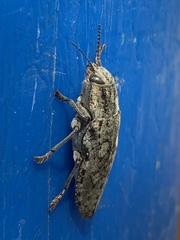 Texania fulleri