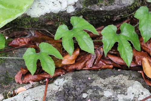 Trichosanthes pilosa