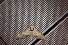 Ambulyx sericeipennis