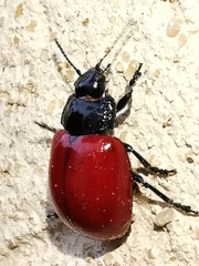 Chrysolina lucida